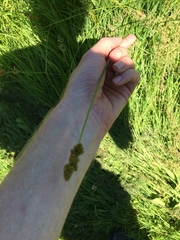 Carex stipata