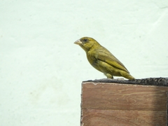 Sicalis columbiana
