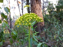 Bupleurum fruticosum