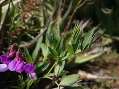 Lathyrus whitei