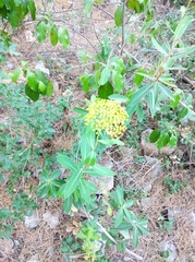Bupleurum fruticosum