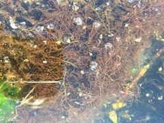 Desmarestia aculeata