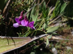 Lathyrus whitei