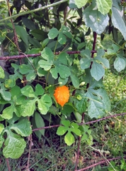 Momordica charantia