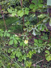 Momordica charantia