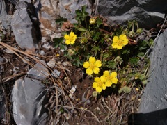 Potentilla leonina