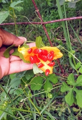 Momordica charantia