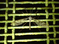 Leptotarsus binotatus