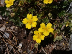 Potentilla leonina