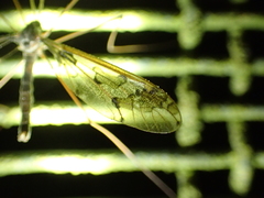 Leptotarsus binotatus