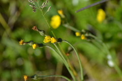 Hieracium scabrum