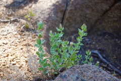 Brickellia greenei