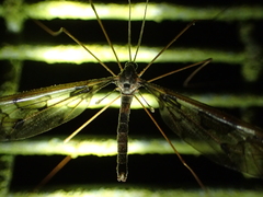 Leptotarsus binotatus