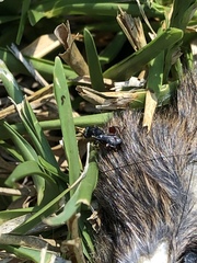 Hymenoptera