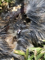Hymenoptera