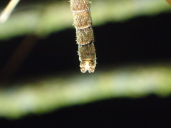 Leptotarsus binotatus