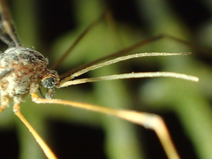 Leptotarsus binotatus