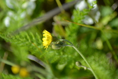 Hieracium scabrum