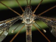 Leptotarsus binotatus