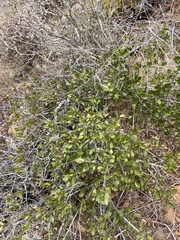 Rhamnus insula