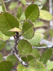Rhamnus insula