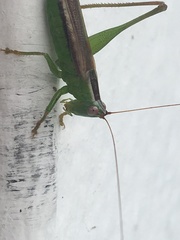 Conocephalus magdalenae