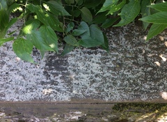 Trapelia placodioides