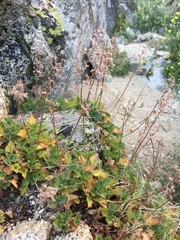Heuchera rubescens