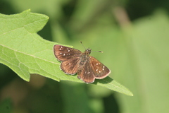 Piruna penaea