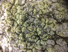 Trapelia placodioides