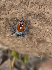 Phidippus phoenix
