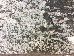 Trapelia placodioides