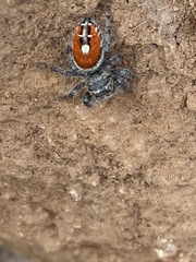 Phidippus phoenix