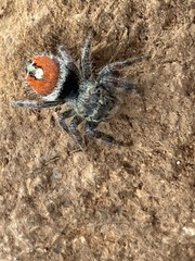 Phidippus phoenix