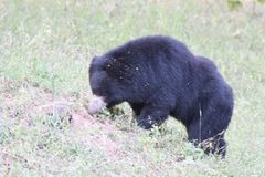 Melursus ursinus ursinus