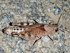 Calliptamus barbarus