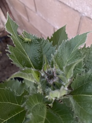 Schistocerca nitens