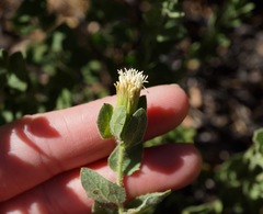 Brickellia greenei