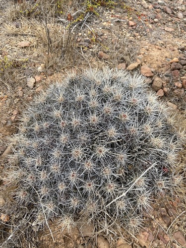 Echinocereus maritimus
