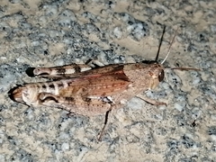 Calliptamus barbarus