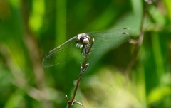 Leucorrhinia intacta
