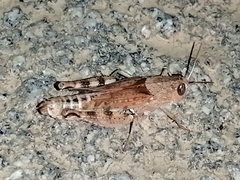 Calliptamus barbarus