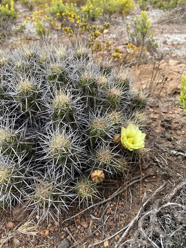Echinocereus maritimus