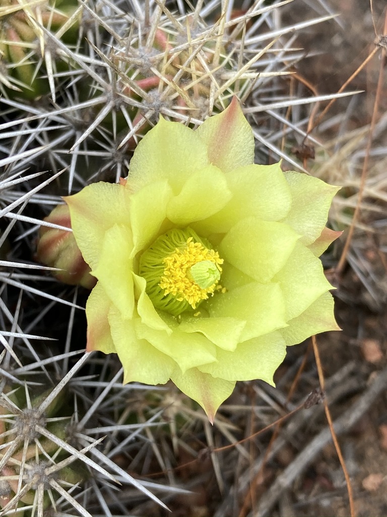 Echinocereus maritimus