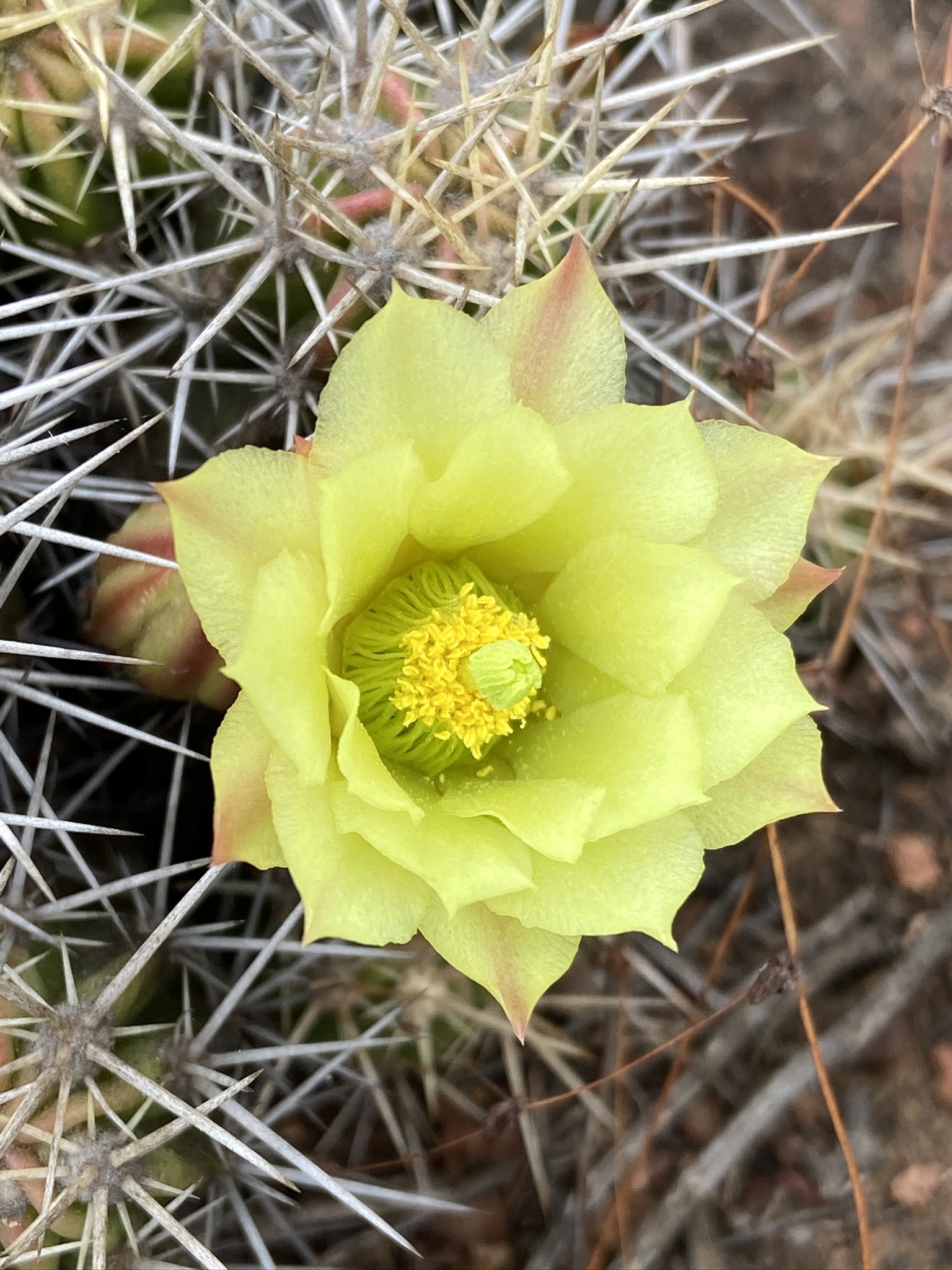 Photos of Echinocereus maritimus  iNaturalist