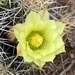Echinocereus maritimus - Photo (c) Erik, some rights reserved (CC BY-NC), uploaded by Erik