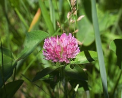 Trifolium pratense
