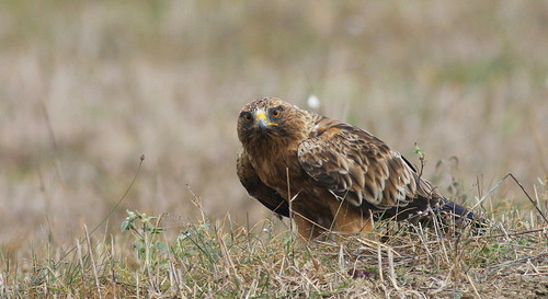 Aigle botté