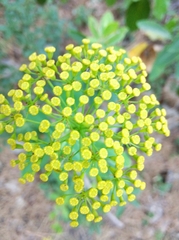 Bupleurum fruticosum