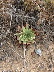 Dudleya ingens